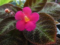 Episcia 'Pink Panther' Episcia 'Pink Panther'